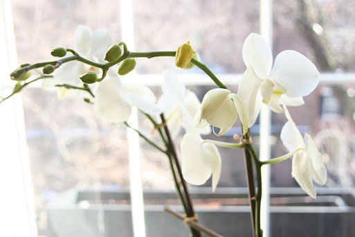 Teleflora, marketing collateral photography